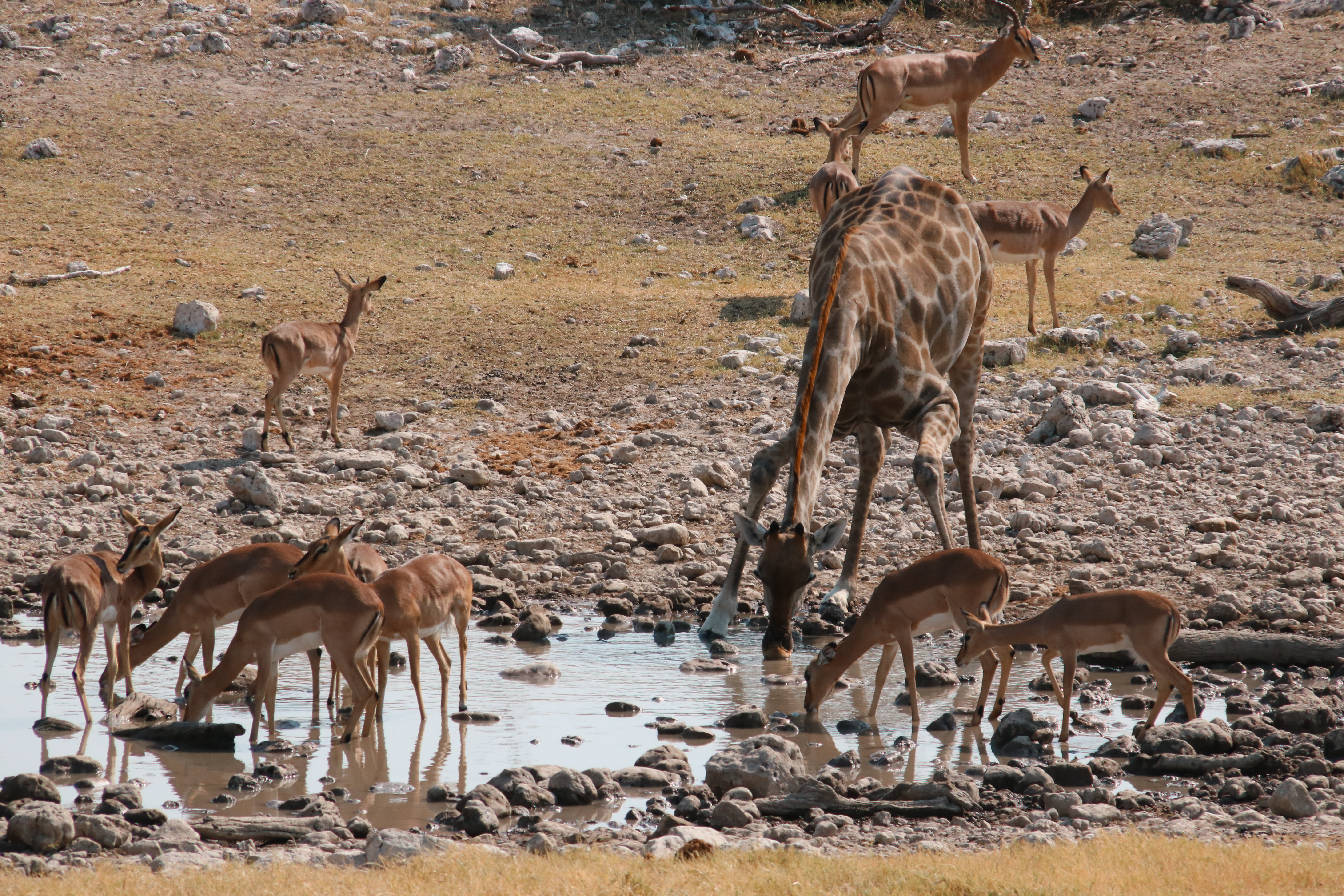 Wasserlöcher im Etosha Nationalpark