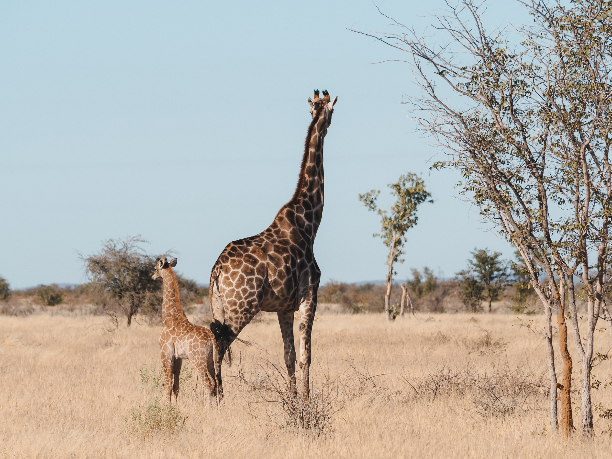 Selbstfahrer Safari in Namibia