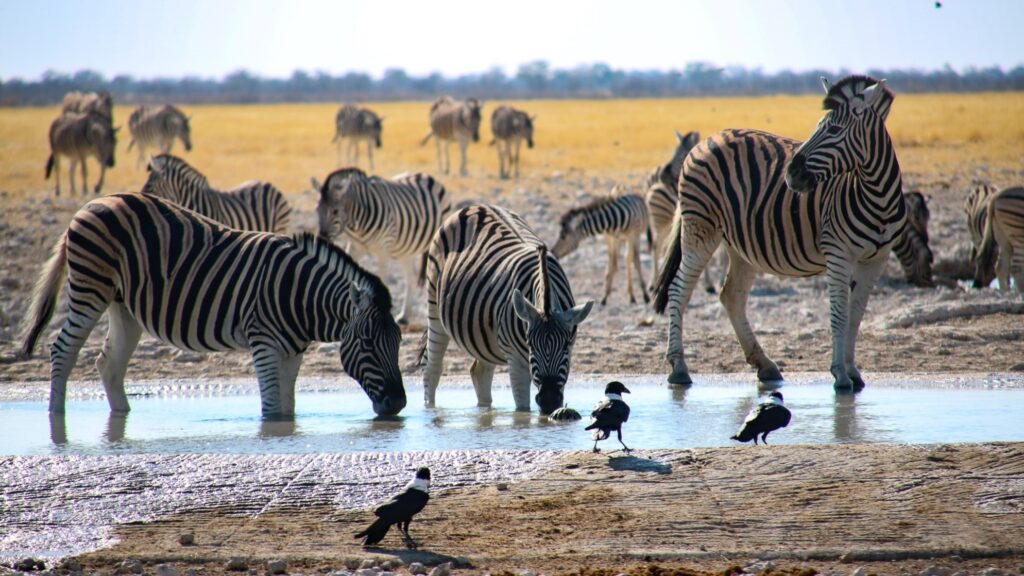 Etosha Nationalpark Tiere