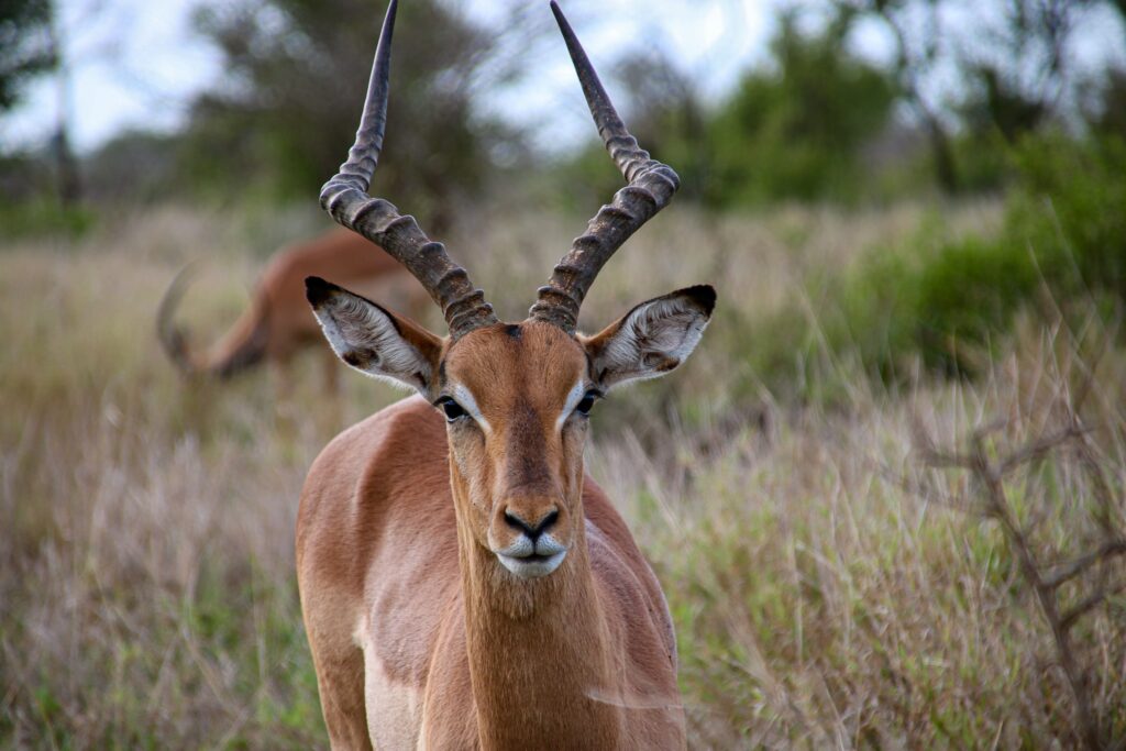 Tiere im Krüger Nationalpark