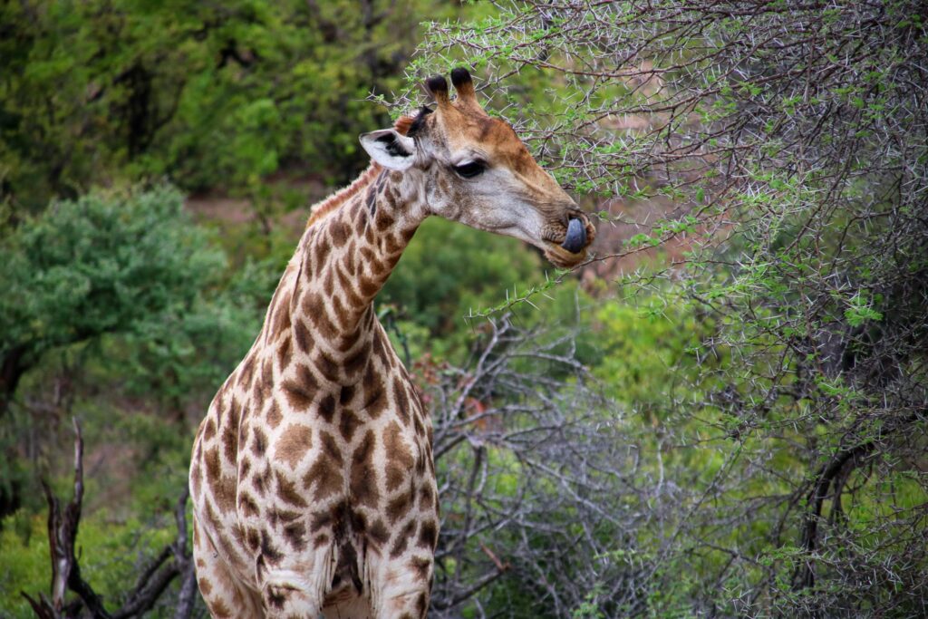 Safari auf eigene Faust im Kruger