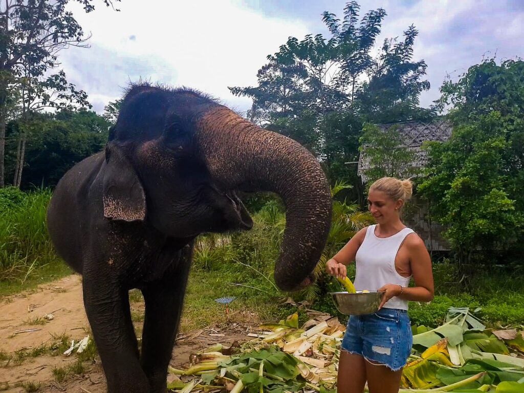 Elefantenzentrum Koh Samui
