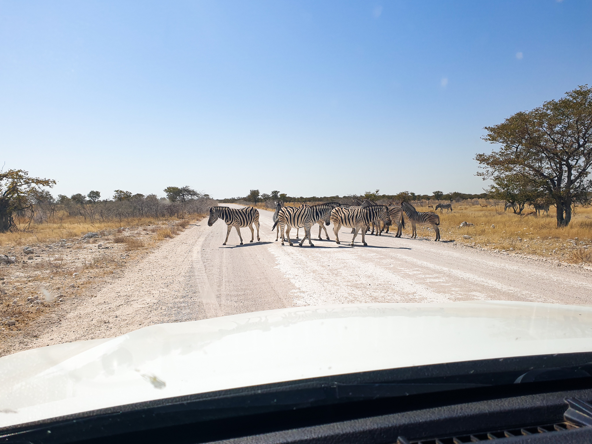 beste Zeit für Safari in Namibia
