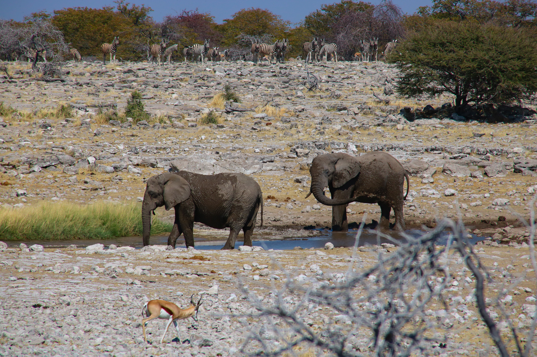 beste Reisezeit Etosha Nationalpark