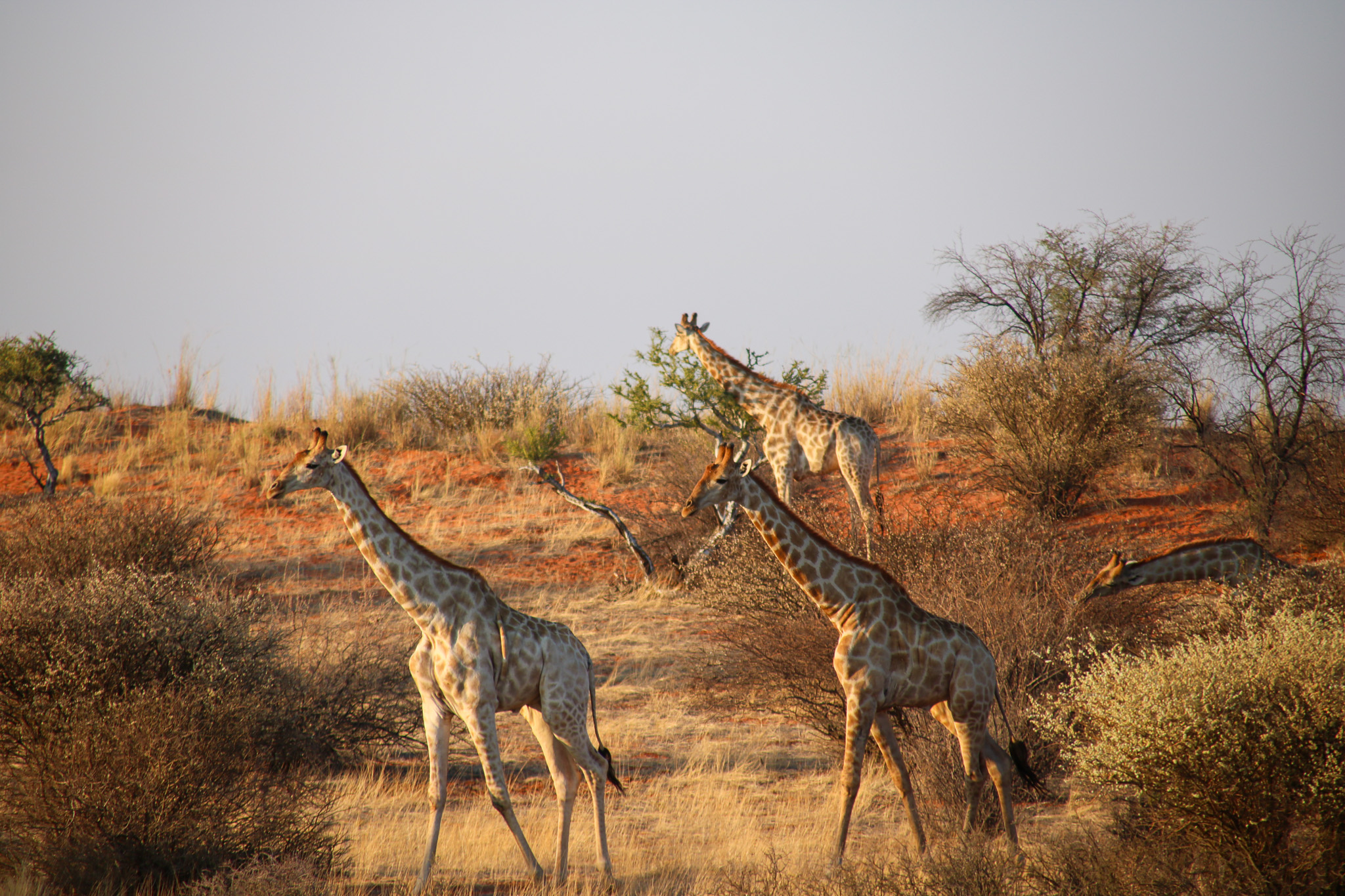 Giraffen Kalahari Anib Lodge