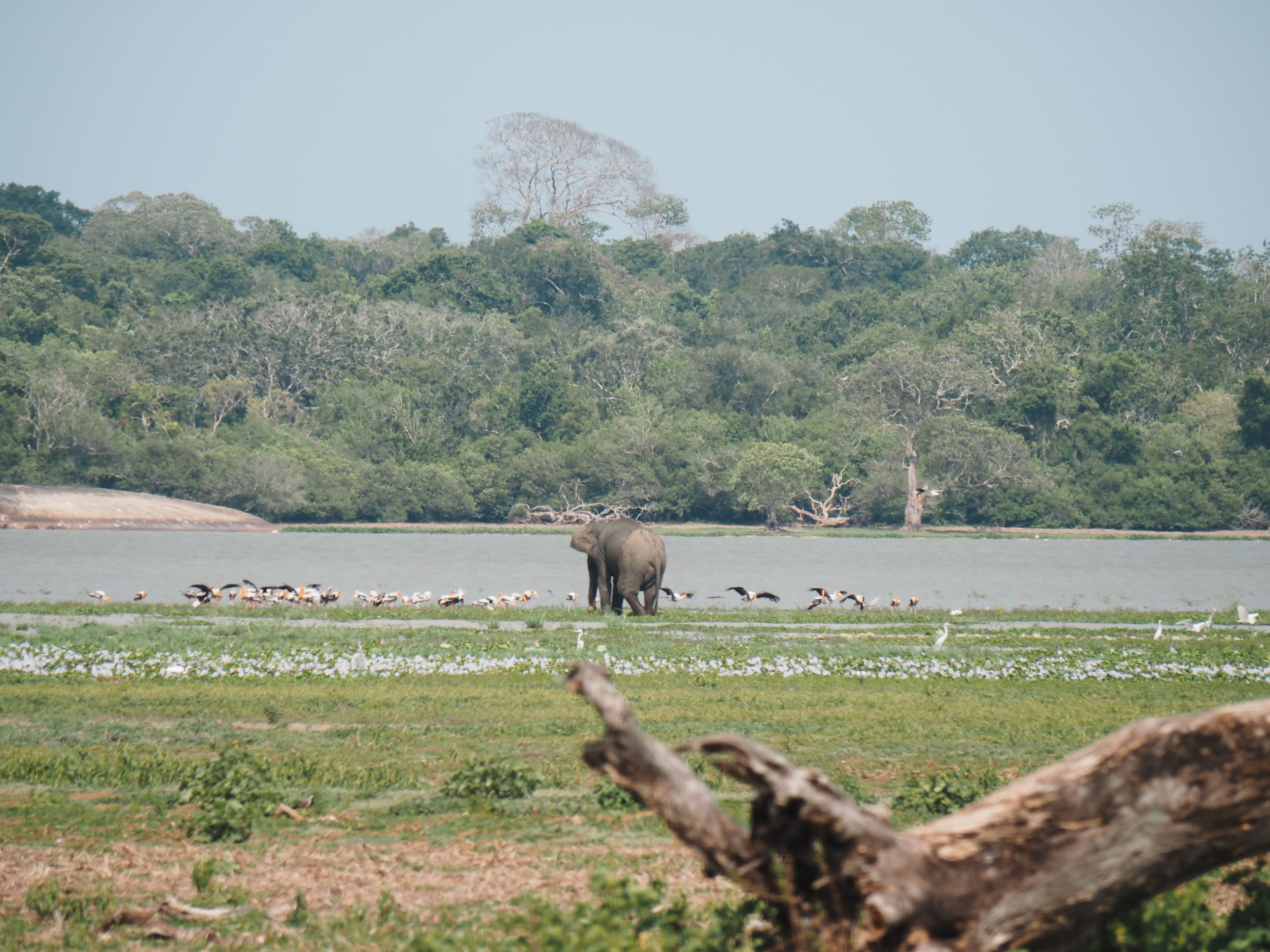 Highlights Kumana Nationalpark