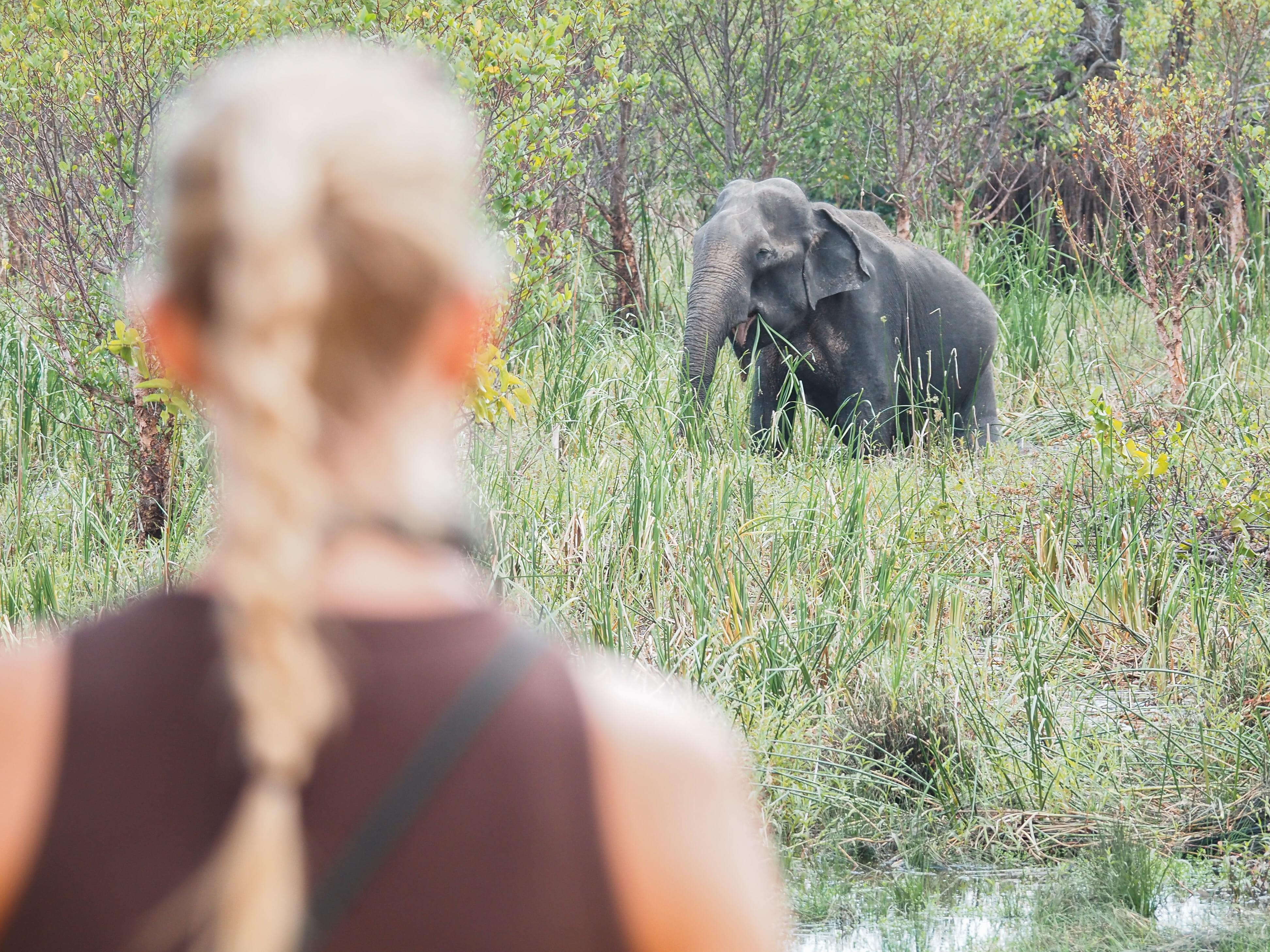 Safari in den Nationalparks