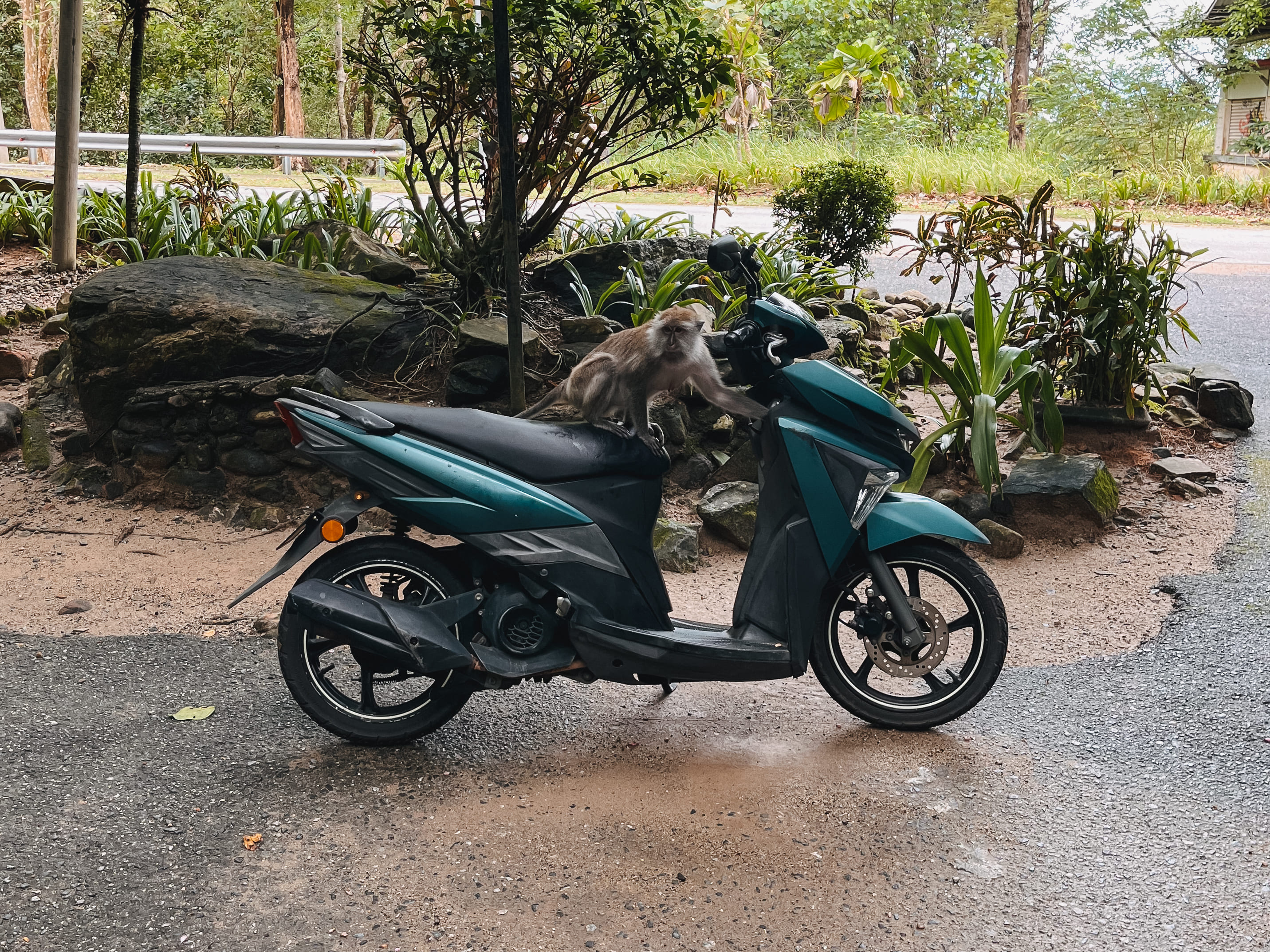 Affen auf Insel Langkawi